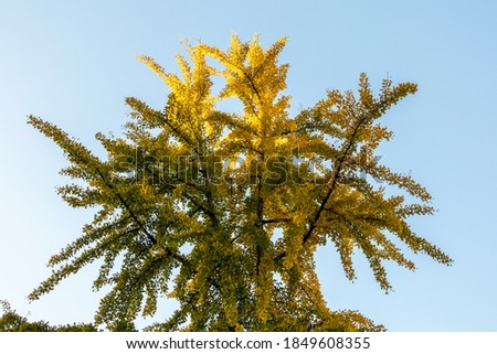 Tree from below with autumn colours against the blue sky. Yellow and green leafs.