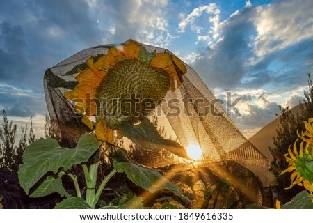 SUNFLOWERS AT SUNSET WITH PROTECTIVE NETS SO THAT THE BIRDS DO NOT EAT THE SUNFLOWER SEEDS