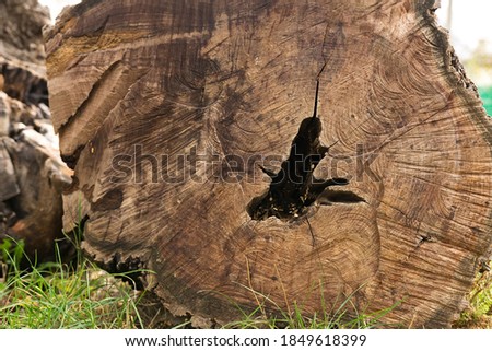 A slice of a large brown tree with an empty core