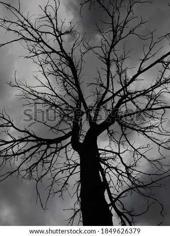 Photograph silhouette dead tree at night on the sky, with clouds over a dead tree in Thailand as a scary backdrop for Halloween backgrounds.
