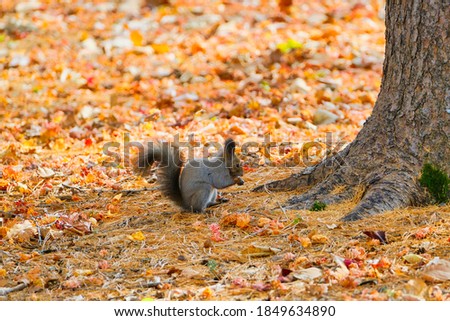 one squirrel in autumn hokkaido