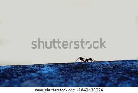
Creamy texture on top Blue background and Red ant-like insects Stay on the surface.