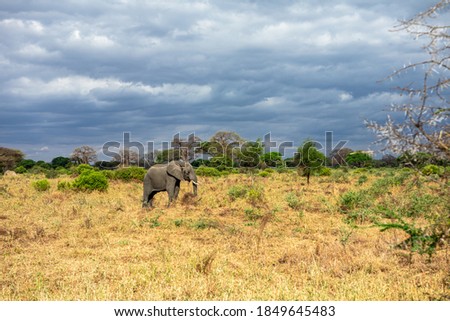 Elephant portrait isolated in Tanzania nature park Serengeti, Tarangire, wildlife sanctuary