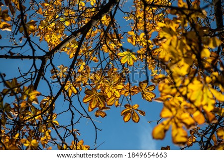 Nice picture of autumn tree branch with golden color leaves in sunset light flares