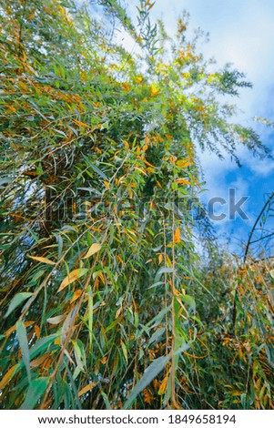 leaves and branches of a large willow