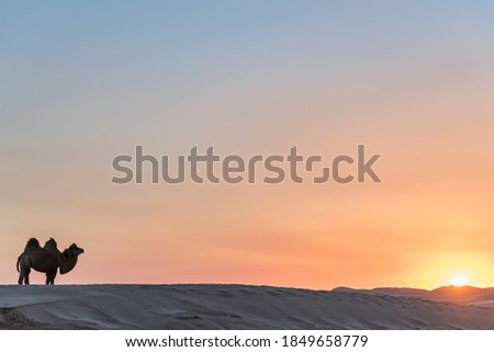 Desert and camel team in Inner Mongolia of China at sunset Royalty-Free Stock Photo #1849658779