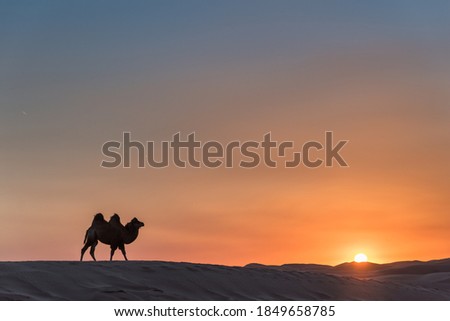 Desert and camel team in Inner Mongolia of China at sunset Royalty-Free Stock Photo #1849658785