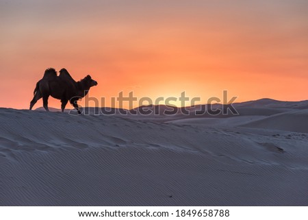 Desert and camel team in Inner Mongolia of China at sunset Royalty-Free Stock Photo #1849658788