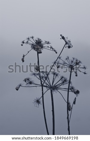 Black and white american angelica flower branches at a misty dawn by the lake with wet spider webs in autumn, nature and plants