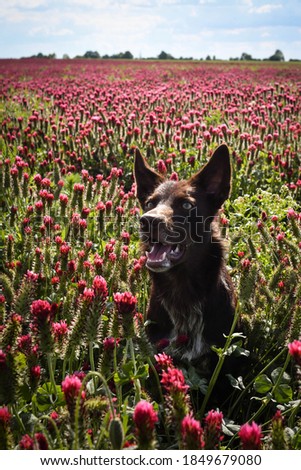 Adult border collie is in crimson clover. He has so funny face.