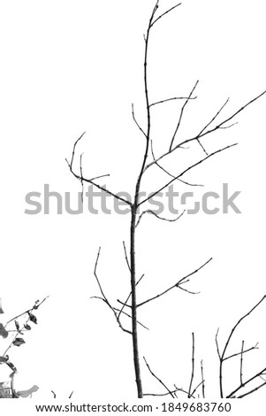Black and white style picture of natural branches.