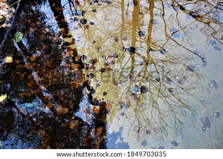 Contrasting golden spots of sand on the bottom of the lake, fallen multi-colored leaves, the blurry surface of the lake's water give a bright picture of autumnal impressionism. Use as background.