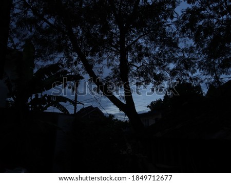 tree shadow in morning sky