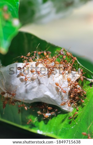 Red fire ants building nest. Ants nest from the leaves. Red weaver ants teamwork, Red ants teamwork. Concept of teamwork together.