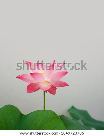 A large pink lotus flower bloom in front of a white wall.
