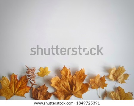 Autumn flat lay background with copy space, clear light grey background. Golden fall leaves frame for stationery flat lays, product pictures, marketing and promotional materials