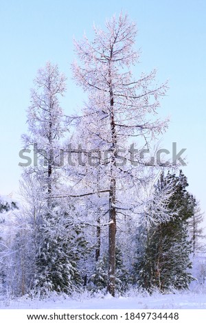 High curved larch on the background of coniferous forest. Typical nature of the Yamal tundra. Beautiful winter picture on the theme of Northern nature. Wallpaper.

