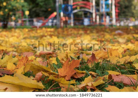 beautiful autumn leaves on the ground background