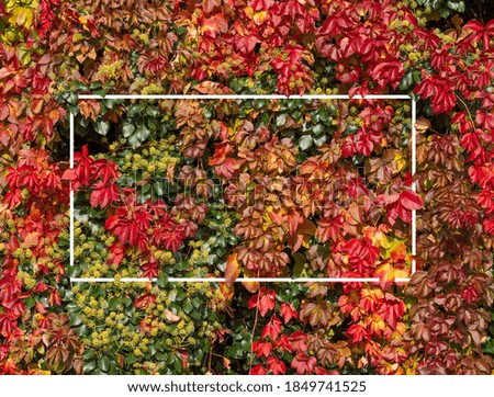Beautiful wall of colored tree leaves with white frame for design, poster, card nature background.