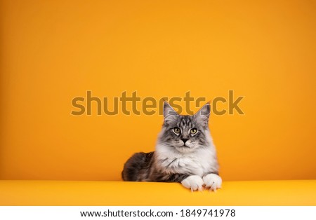 Handsome silver young Maine Coon cat, laying down facing front with paws over edge. Isolated on yellow orange background.