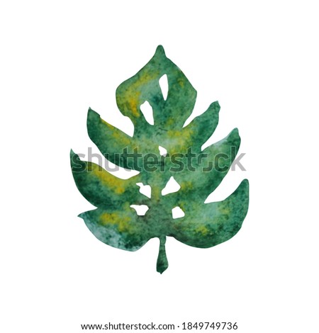 Decorative watercolor monstera leaf clipart, design element. Can be used for cards, invitations, banners, posters, print design. Watercolor floral background