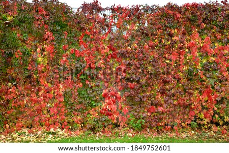 autumn red-leaved liana on the fence near the industrial hall, warehouse, gradually falls off and colors the ground below. combined with large ornamental grass on the chicken mulch flowerbed Royalty-Free Stock Photo #1849752601