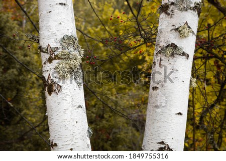 Two silver birch trees covered by moss, golden, autumn colored leaves in the out of focus background and red berries