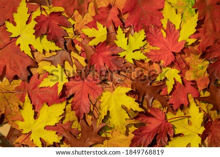 Pattern old dry red yellow autumn leaves. Autumn backdrop.