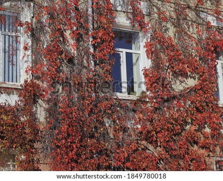 Red plants grows on the wall of the house. Fantastic red tree on the wall outdoors in Eastern Europe