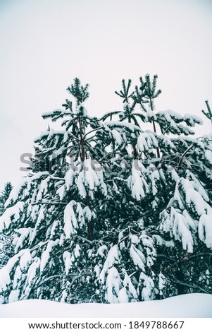 Snowy forest. Snow trees for festive decoration. New year's design. Festive mood. Nature art design poster. Christmas snow winter design. Beautiful natural landscape with forest. Natural scenery