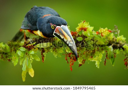 Collared Aracari, Small toucan Pteroglossus torquatus, bird with big bill. Toucan sitting on the branch in the forest, Boca Tapada, Costa Rica. Nature travel in central America.