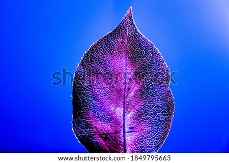 Beautiful purple leaf with blue background, leaf texture, purple leaf veins