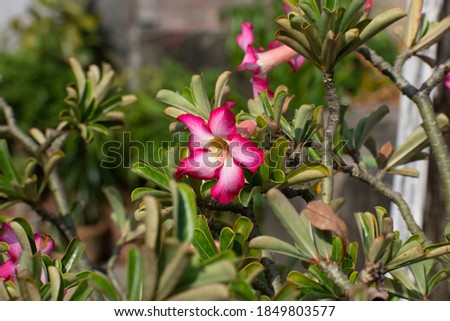 Adenium is a genus of flowering plants in the family Apocynaceae first described as a genus in 1819. It is native to Africa and the Arabian Peninsul
