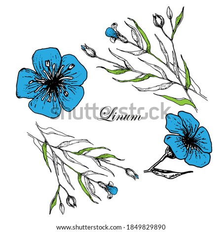 Flax plant and flower. Botany Set. Vintage  blue flowers.  Botanical flowers. Vintage black vector engraving illustration for label, poster. Isolated on a white background.