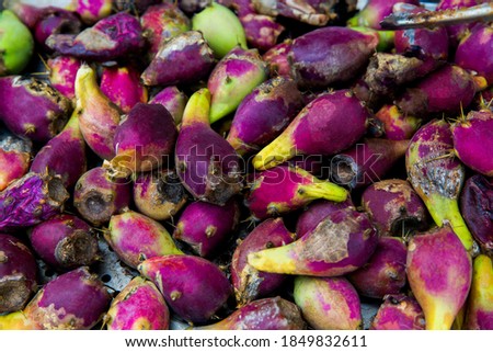 edible cactus Opuntia ficus-indica fruits