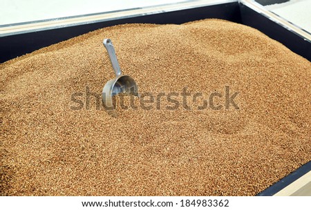 buckwheat in store