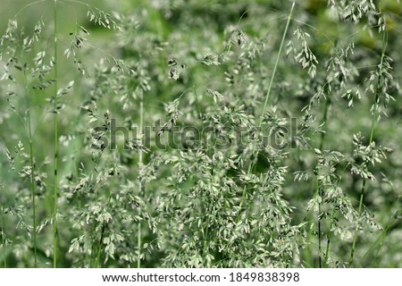 The blossoming grass. Green lawn in the spring on a sunny day. A bright green background horizontally with the blossoming blades. Macro. Poaceae Family. Poa pratensis.