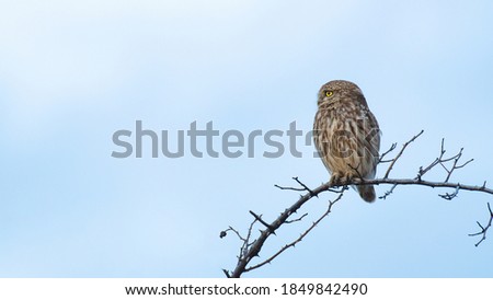 Portrait of a little owl Athene noctua, owl sits on a stick against the sky.