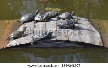 A group of turtles bask in the warm rays of the sun