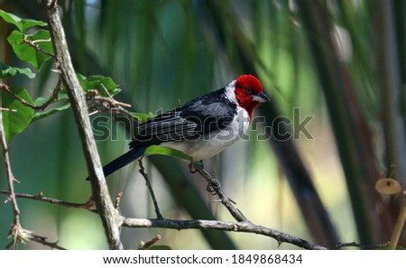 Picture of a beautiful Red-cowled Cardinal bird! (Paroaria dominicana)