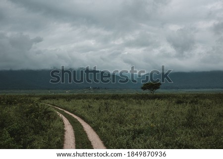 Landscape background picture with two dirt roads in green grass and big trees.