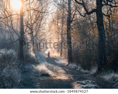 Atmospheric winter landscape with a sunny foggy path, trees covered with frost and the silhouette of a man walking a pack of dogs. Soft focus. 