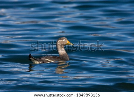 Flying Steamer-Duck, Tachyeres patachonicus, swimming in Ushuaia harbour, Argentina. Royalty-Free Stock Photo #1849893136