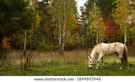 white horse grazing in the autumn meadow near the forest