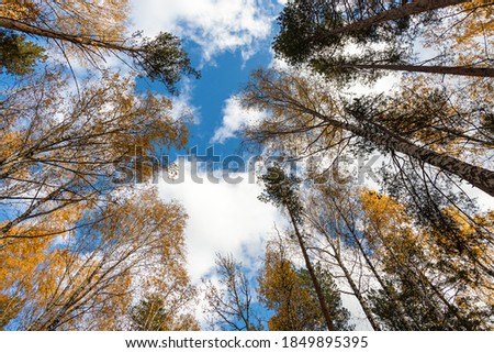 Vertical photo of a group of white birch trees with yellow foliage and pines is against the blue sky background in the forest in autumn