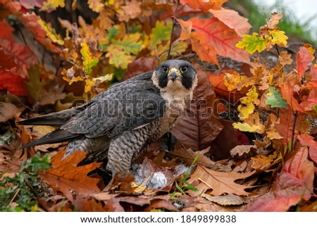 Beautiful Peregrine Falcon (Falco peregrinus) on the ground with a prey . 