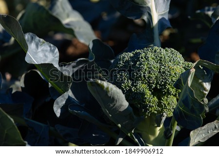 Brocoli crowing. Close-up view on a growing plant in a large commercial field crop.