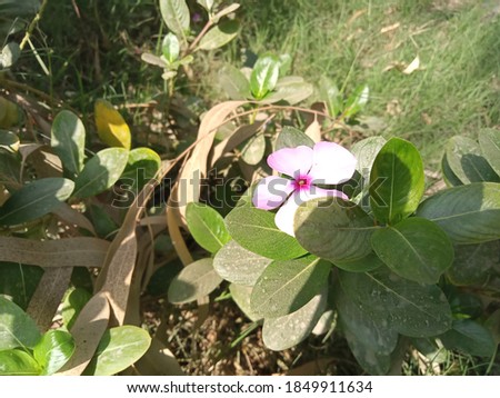 Close up of periwinkle flower.. with selective focus on subject