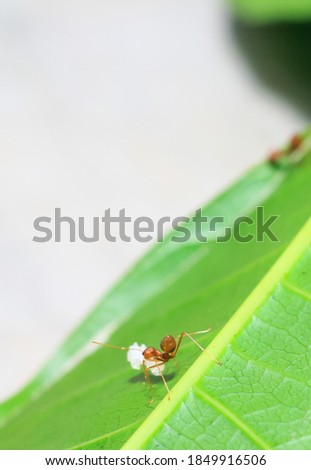 A red ant (fire ant, Solenopsis geminate) carrying a grain. Ants lifting capacity of large pieces.