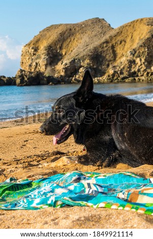 The black dog lies on the sandy seashore.